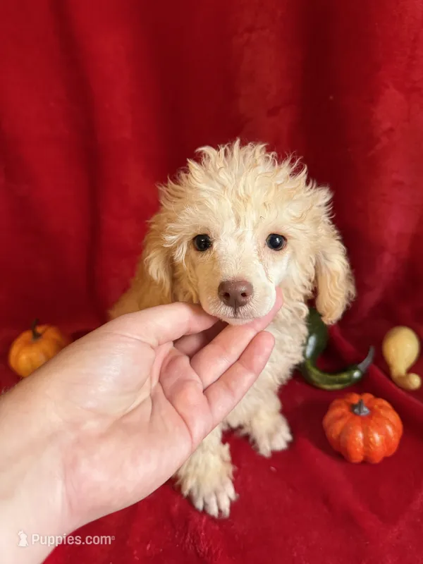 Cameron – Poodle - Toy  puppy for sale in Lewisburg, WV
