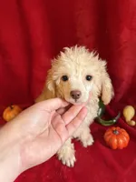 Cameron, a male Poodle - Toy  for sale in Lewisburg, WV – 1 of 10
