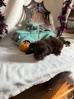 Carter, a male Aussiedoodle for sale in Lewisburg, WV – 4 of 10
