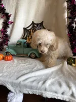 Cameron, a male Poodle - Toy  for sale in Lewisburg, WV – 10 of 10