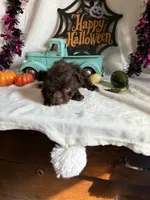 Carter, a male Aussiedoodle for sale in Lewisburg, WV – 3 of 10