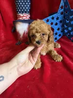 Madison, a female Poodle - Toy  for sale in Lewisburg, WV – 6 of 10