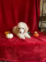 Danny, a male Poodle - Toy  for sale in Lewisburg, WV – 2 of 10