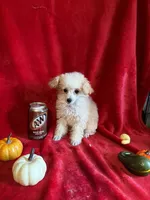 Anne, a female Poodle - Toy  for sale in Lewisburg, WV – 3 of 10