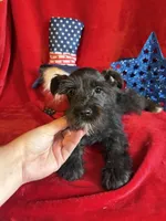 Mia, a female Miniature Schnauzer for sale in Lewisburg, WV – 9 of 10
