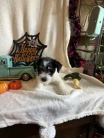 Kyle, a male Miniature Schnauzer for sale in Lewisburg, WV – 2 of 10