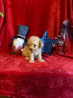 Lyla, a female Poodle - Toy  for sale in Lewisburg, WV – 4 of 10