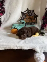 Carly, a female Aussiedoodle for sale in Lewisburg, WV – 6 of 10
