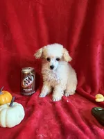 Anne, a female Poodle - Toy  for sale in Lewisburg, WV – 10 of 10
