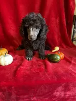 Bill, a male Poodle - Toy  for sale in Lewisburg, WV – 3 of 10