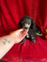 Dylan, a male Poodle - Toy  for sale in Lewisburg, WV – 8 of 9