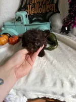 Kimber, a female Aussiedoodle for sale in Lewisburg, WV – 1 of 10