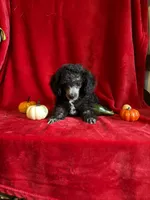 Dylan, a male Poodle - Toy  for sale in Lewisburg, WV – 4 of 9