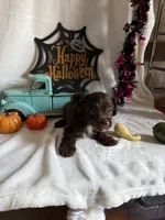 Kayla, a female Aussiedoodle for sale in Lewisburg, WV – 2 of 10