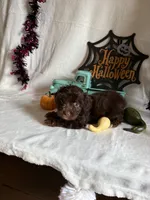 Carly, a female Aussiedoodle for sale in Lewisburg, WV – 2 of 10