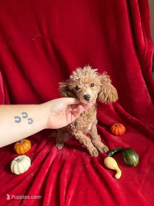 Lyla – Poodle - Toy  puppy for sale in Lewisburg, WV