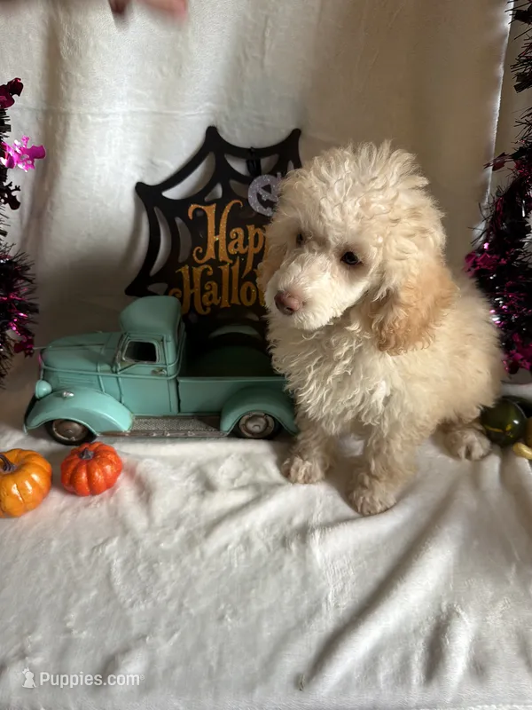 Danny – Poodle - Toy  puppy for sale in Lewisburg, WV