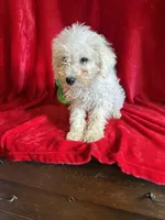 Lenny, a male Schnoodle for sale in Lewisburg, WV – Photo 9 of 10