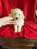 Lenny, a male Schnoodle for sale in Lewisburg, WV – Photo 4 of 10