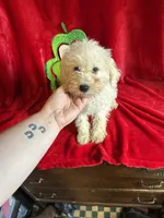 Lenny, a male Schnoodle for sale in Lewisburg, WV – Photo 2 of 10