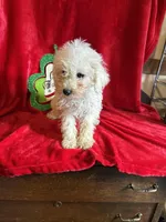 Lenny, a male Schnoodle for sale in Lewisburg, WV – Photo 5 of 10