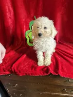 Lenny, a male Schnoodle for sale in Lewisburg, WV – Photo 6 of 10