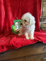 Lenny, a male Schnoodle for sale in Lewisburg, WV – Photo 1 of 10