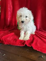 Lenny, a male Schnoodle for sale in Lewisburg, WV – Photo 10 of 10