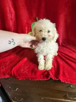 Lenny, a male Schnoodle for sale in Lewisburg, WV – Photo 3 of 10