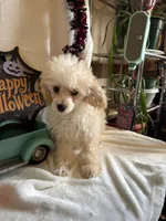 Anne, a female Poodle - Toy  for sale in Lewisburg, WV – 8 of 10