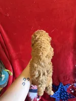 Madison, a female Poodle - Toy  for sale in Lewisburg, WV – 9 of 10