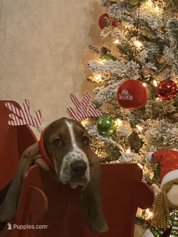 Hank – Basset Hound puppy for sale in Grayson, KY