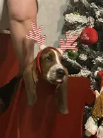 Hank, a male Basset Hound for sale in Grayson, KY – Photo 2 of 3