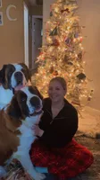 Leo , a male Saint Bernard for sale in Bakersfield, CA – 10 of 10