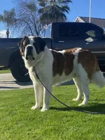 Dot , a female Saint Bernard for sale in Bakersfield, CA – 7 of 8