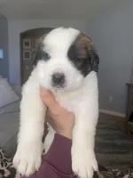 Dot , a female Saint Bernard for sale in Bakersfield, CA – 1 of 8