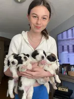 Dot , a female Saint Bernard for sale in Bakersfield, CA – 5 of 8
