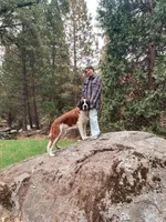 Dot , a female Saint Bernard for sale in Bakersfield, CA – 8 of 8