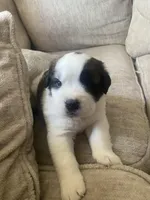 Dot , a female Saint Bernard for sale in Bakersfield, CA – 4 of 8