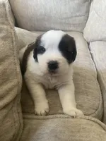 Dot , a female Saint Bernard for sale in Bakersfield, CA – 2 of 8