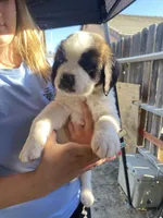 Leo , a male Saint Bernard for sale in Bakersfield, CA – 4 of 10