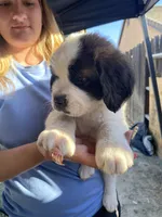 Leo , a male Saint Bernard for sale in Bakersfield, CA – 3 of 10