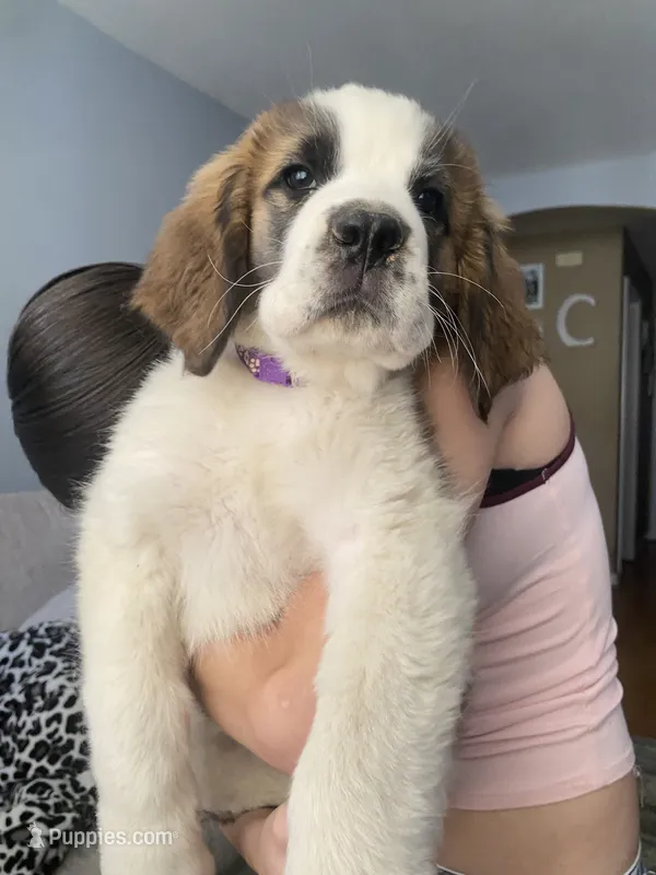 Bella  – Saint Bernard puppy for sale in Bakersfield, CA