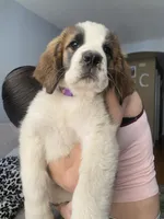 Bella , a female Saint Bernard for sale in Bakersfield, CA – 1 of 8