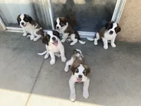 Leo , a female Saint Bernard for sale in Bakersfield, CA – 6 of 10