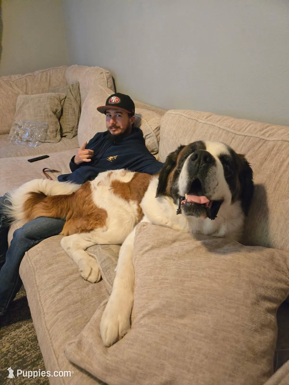 Dot , a female Saint Bernard for sale in Bakersfield, CA – 6 of 8