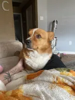 Milo, a male Pembroke Welsh Corgi for sale in Bakersfield, CA – Photo 2 of 3