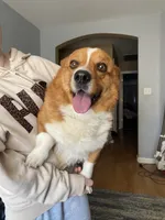 Milo, a male Pembroke Welsh Corgi for sale in Bakersfield, CA – Photo 1 of 3