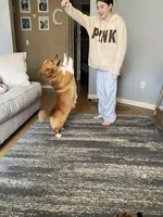 Milo, a male Pembroke Welsh Corgi for sale in Bakersfield, CA – Photo 3 of 3