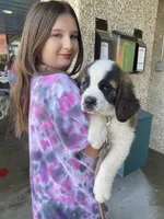Leo , a male Saint Bernard for sale in Bakersfield, CA – 5 of 10
